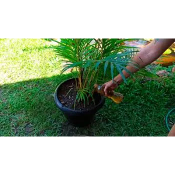 Top Areca Palm Plant